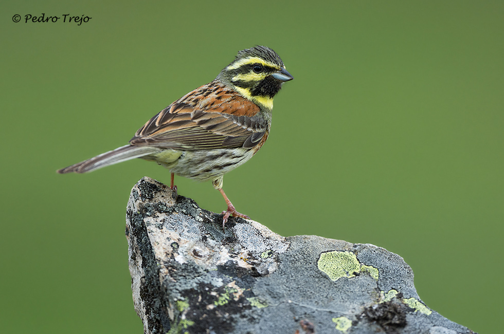 Escribano soteño (Emberiza cirlus)